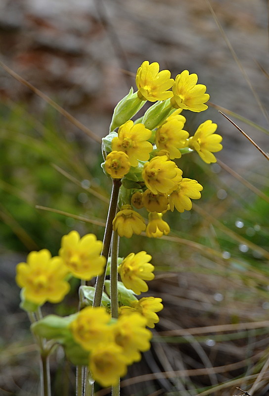 prvosienka jarná Primula veris  L.