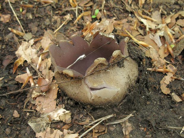 tulipánovka fialová Sarcosphaera coronaria (Jacq.) J. Schröt.