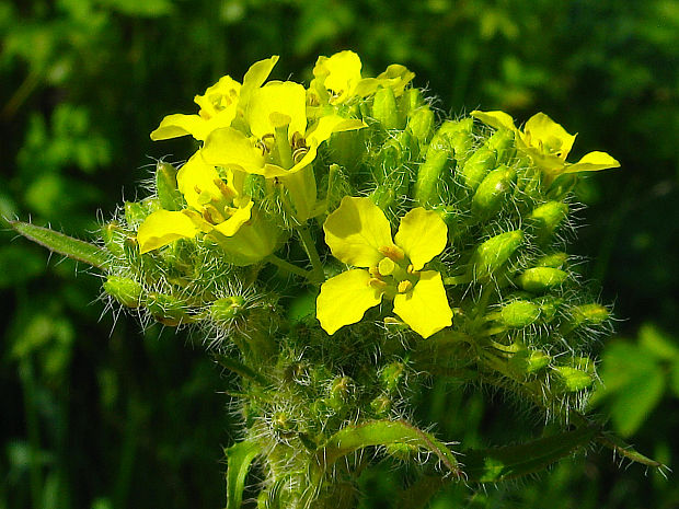 huľavník loeselov Sisymbrium loeselii L.