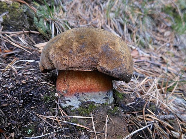 hríb zrnitohlúbikový Sutorius luridiformis (Rostk.) G. Wu & Zhu L. Yang