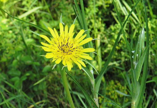 kozobrada kyjačikovitá Tragopogon dubius Scop.