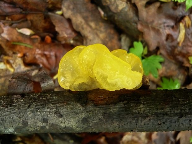 rôsolovka zlatožltá Tremella mesenterica Retz.