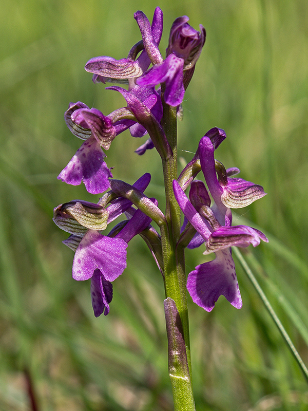 červenohlav obyčajný Anacamptis morio (L.) R. M. Bateman, A. M. Pringeon & M. W. Chase