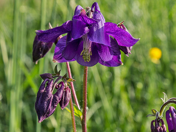 orlíček obyčajný Aquilegia vulgaris L.