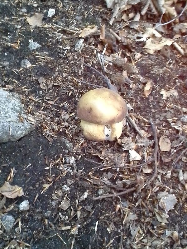 hríb sosnový Boletus pinophilus Pil. et Dermek in Pil.