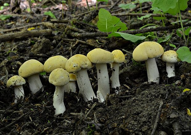 čírovnica májová Calocybe gambosa (Fr.) Donk