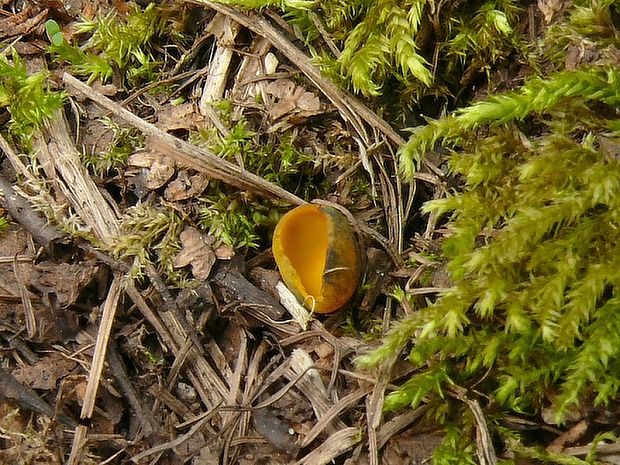 pohárovka ohnivá Caloscypha fulgens (Pers.) Boud.