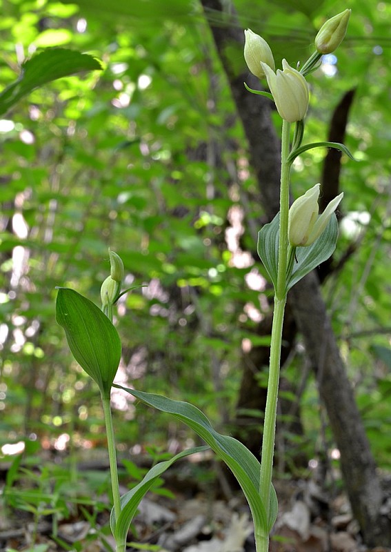 prilbovka biela Cephalanthera damasonium (Mill.) Druce