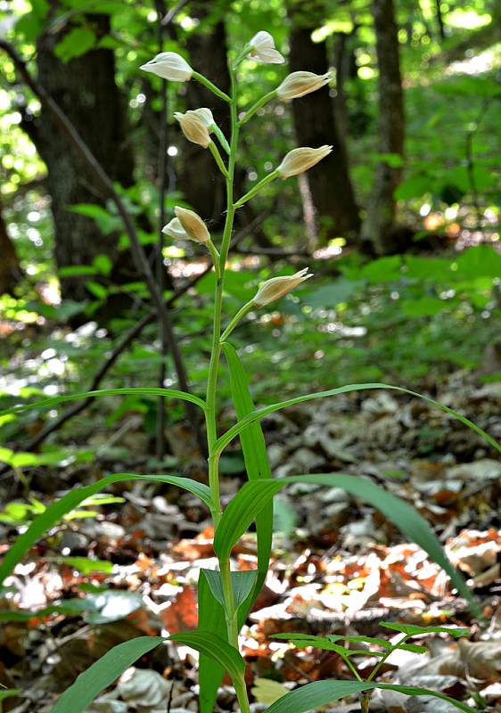 prilbovka dlholistá Cephalanthera longifolia (L.) Fritsch