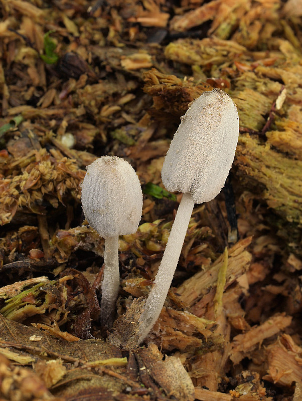 hnojník ovinutý Coprinopsis laanii (Kits van Wav.) Redhead, Vilgalys & Moncalvo