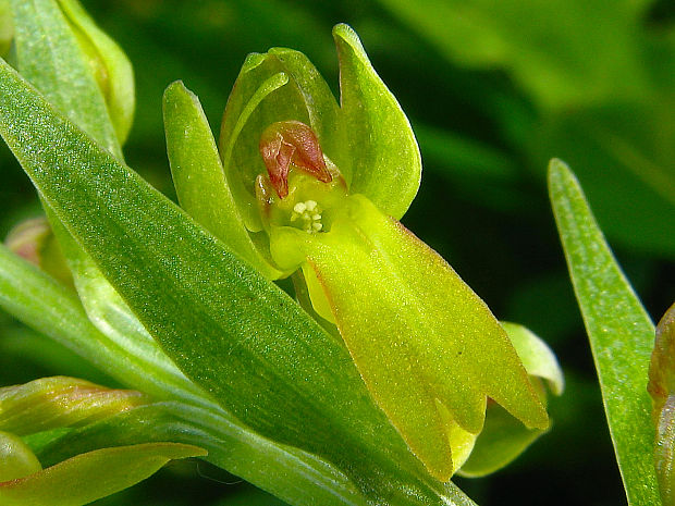 vstavačovec zelený Dactylorhiza viridis (L.) A.M. Bateman, A.M. Pridgeon &amp; M. Chase