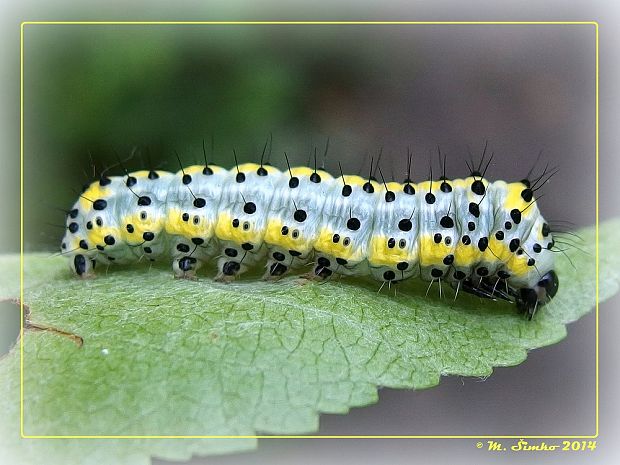 mramorovka modrohlavá - húsenica Diloba caeruleocephala