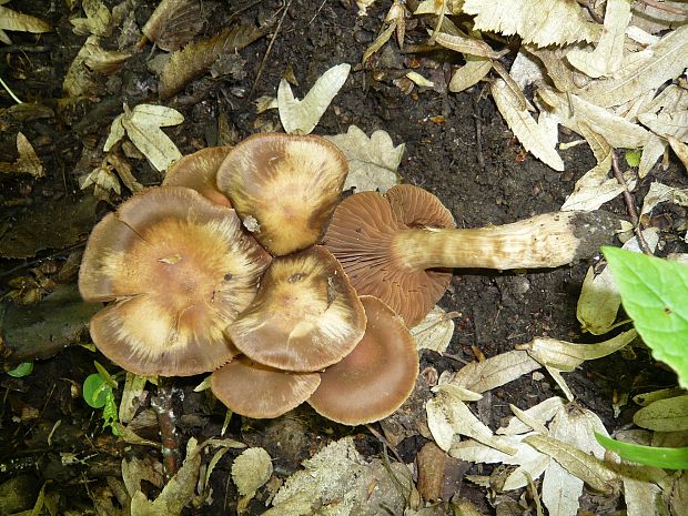 hodvábnica Entoloma sp.