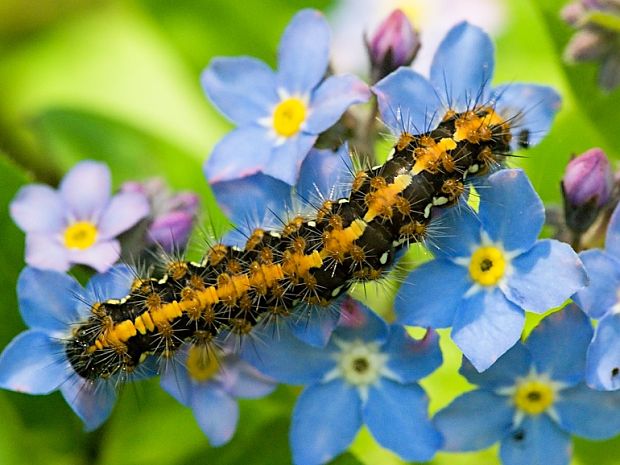 spriadač kostihojový Euplagia quadripunctaria