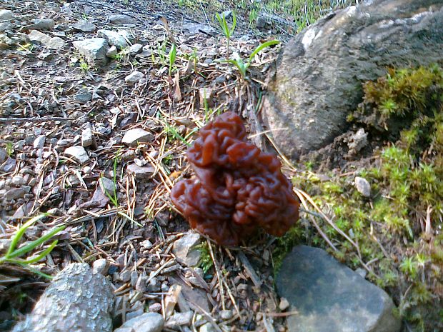 ušiak obyčajný Gyromitra esculenta (Pers.) Fr.