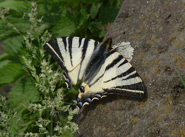 vidlochvost ovocný Iphiclides podalirius