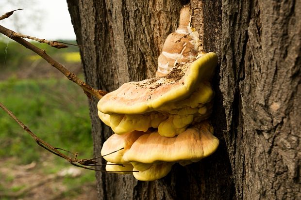 sírovec obyčajný Laetiporus sulphureus (Bull.) Murrill