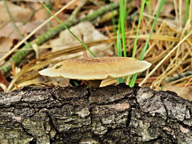 trúdnik plástovitý Lentinus arcularius (Batsch) Zmitr.