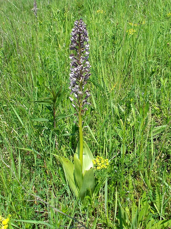 vstavač vojenský Orchis militaris L.