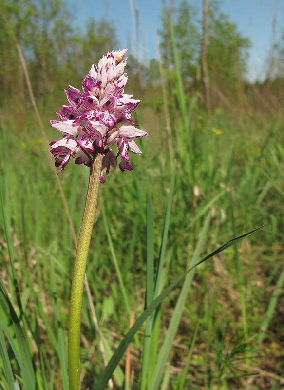 vstavač vojenský Orchis militaris L.