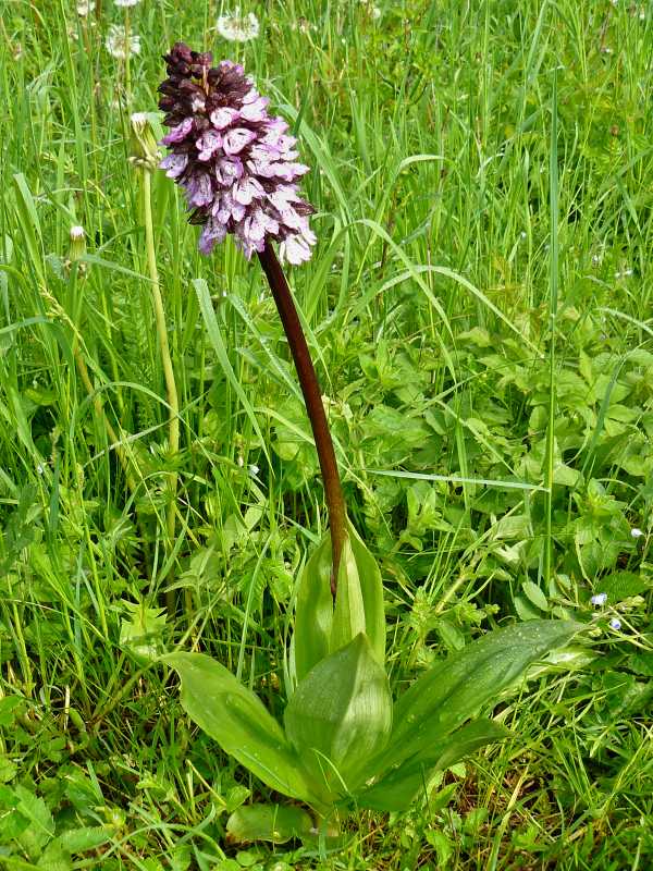 vstavač purpurový Orchis purpurea Huds.