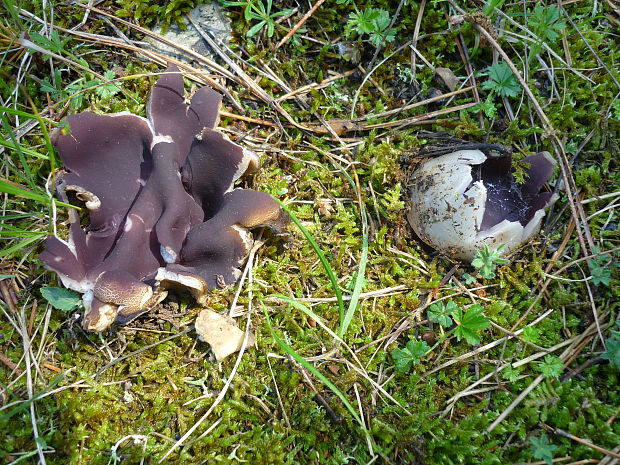 tulipánovka fialová Sarcosphaera coronaria (Jacq.) J. Schröt.