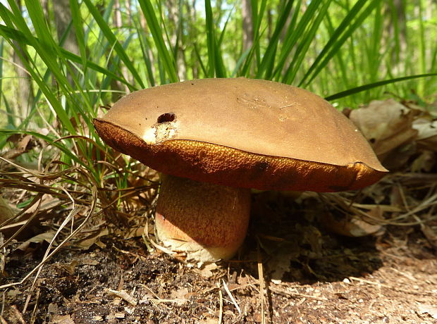 hríb zrnitohlúbikový Sutorius luridiformis (Rostk.) G. Wu & Zhu L. Yang