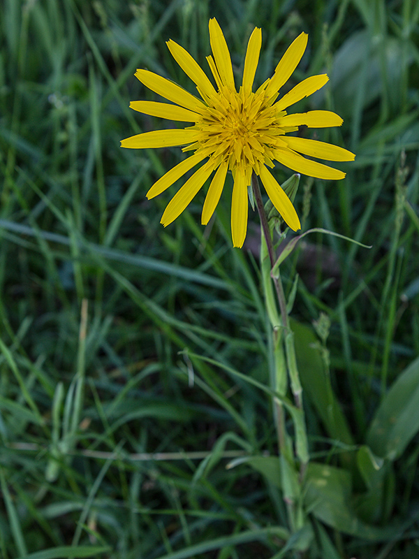 kozobrada lúčna Tragopogon pratensis L.