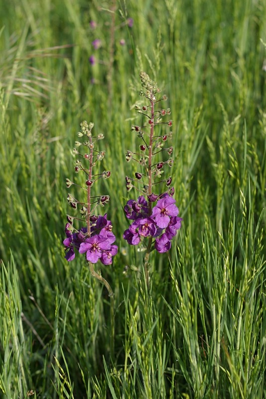 divozel tmavočervený Verbascum phoeniceum L.