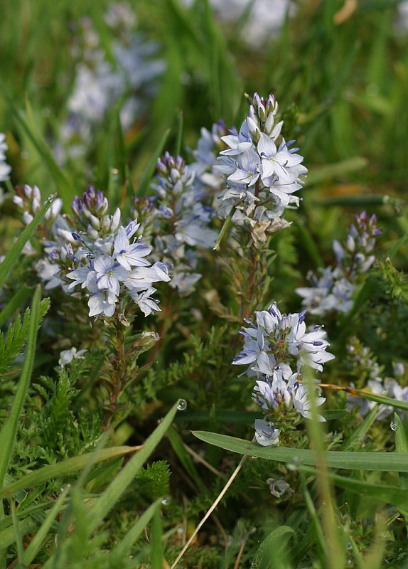 veronika rozprestretá Veronica prostrata L.