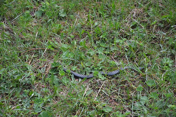 vretenica severná Vipera berus