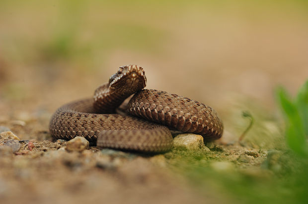 vretenica severná Vipera berus