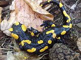 salamandra skvrnita.