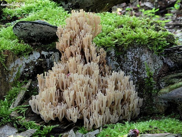 korunovec svietnikovitý Artomyces pyxidatus (Pers.) Jülich