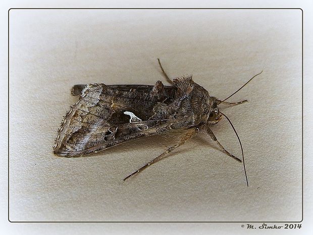 mora gama Autographa gamma