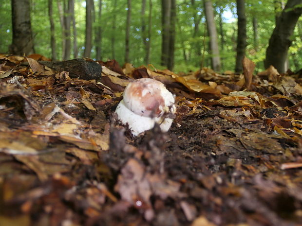 hríb sosnový Boletus pinophilus Pil. et Dermek in Pil.