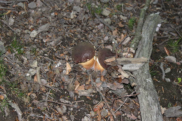 hríb sosnový Boletus pinophilus Pil. et Dermek in Pil.