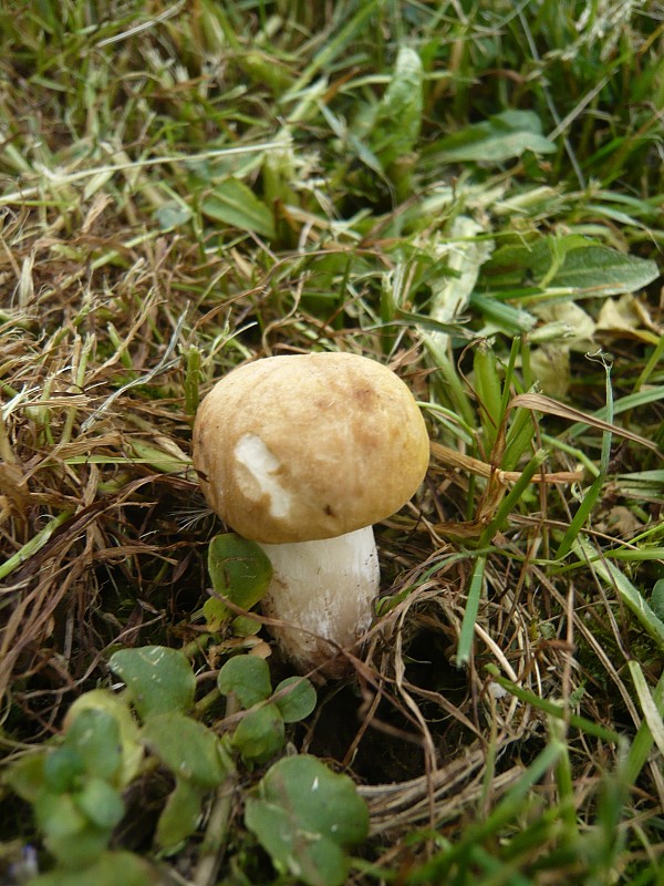 čírovnica májová Calocybe gambosa (Fr.) Donk