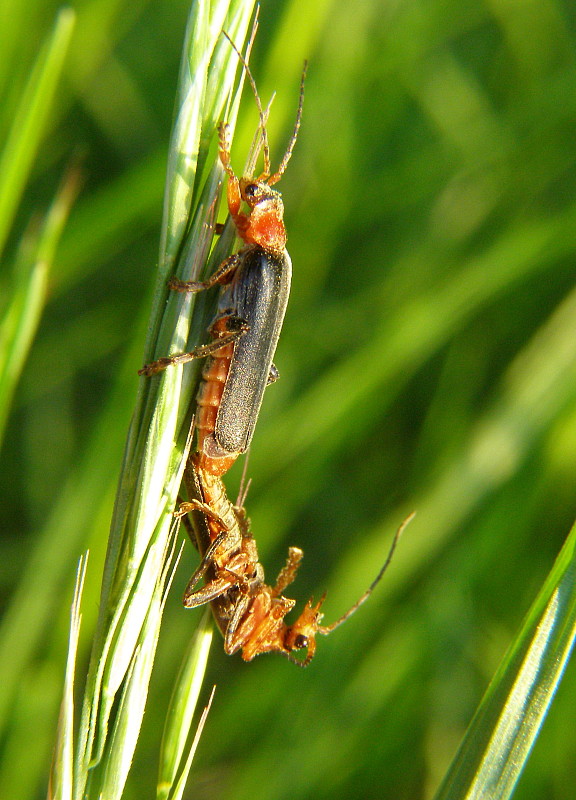 snehulčík  Cantharis livida