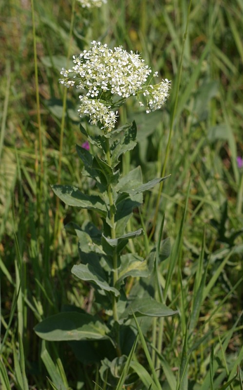 vesnovka obyčajná Cardaria draba (L.) Desv.