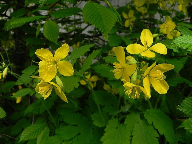 lastovičník väčší Chelidonium majus L.