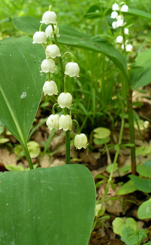 konvalinka voňavá Convallaria majalis L.