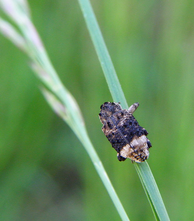 nosánik Cryptorhynchus lapathi