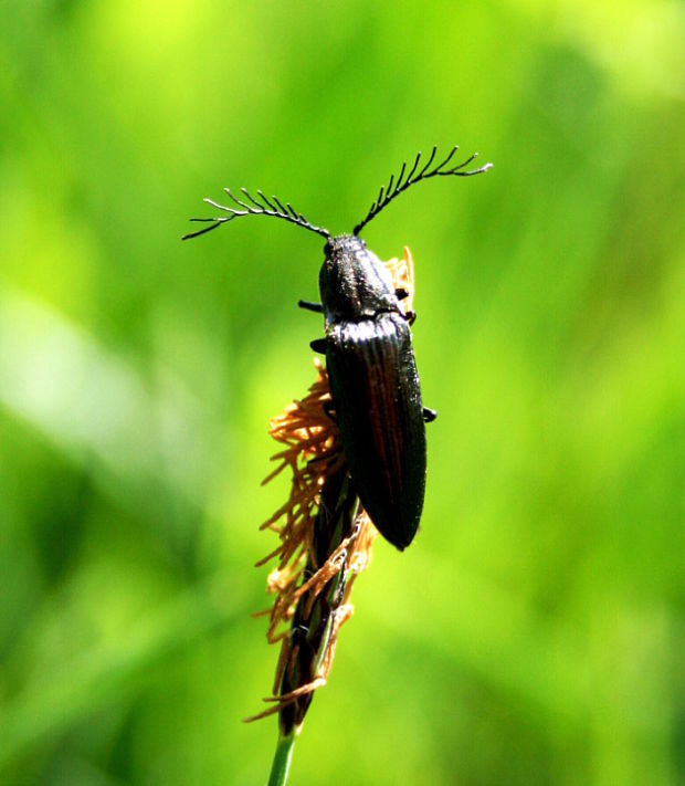 kovařík zelený Ctenicera pectinicornis