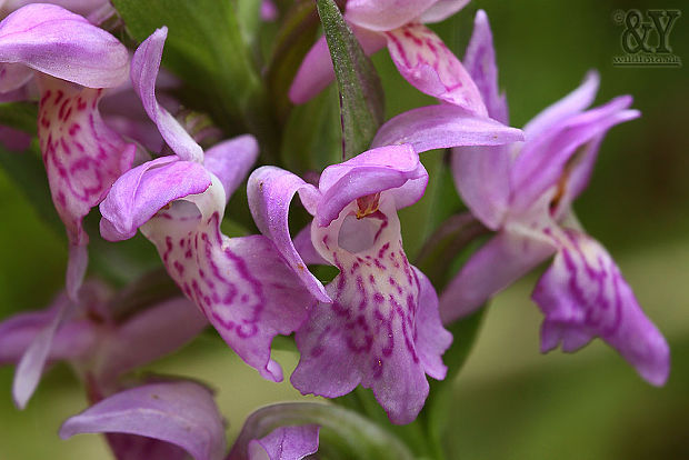 vstavačovec májový pravý Dactylorhiza majalis subsp. majalis (Reincherb.) Hunt & Summerh.