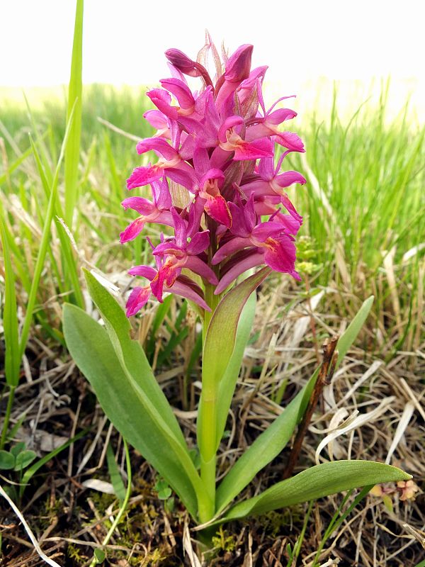 vstavačovec bazový Dactylorhiza sambucina (L.) Soó