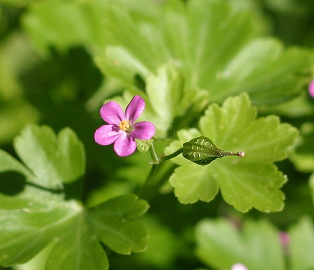 pakost lesklý Geranium lucidum L.