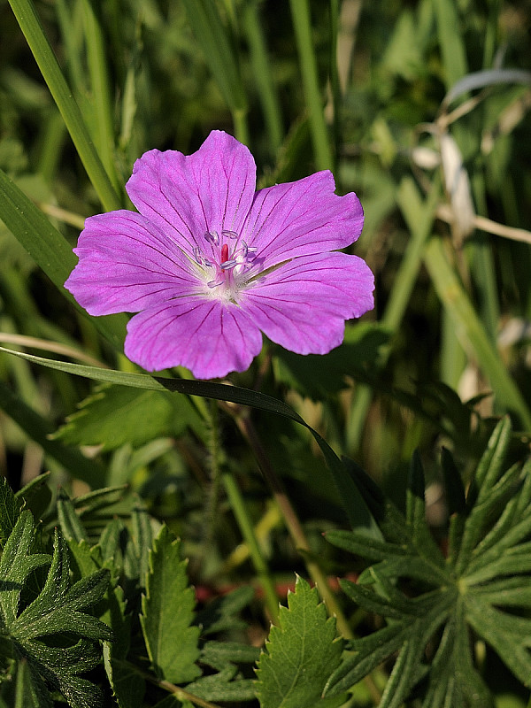 pakost krvavý Geranium sanguineum L.