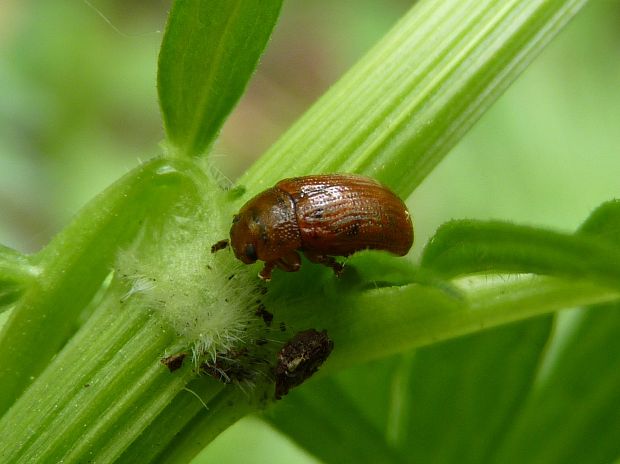 liskavka  Gonioctena sp.