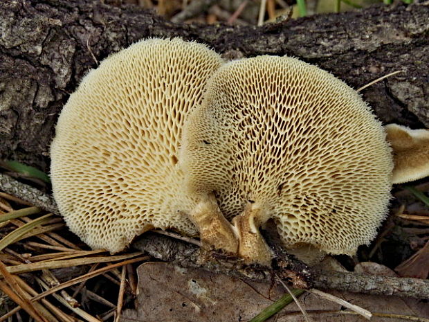 trúdnik plástovitý Lentinus arcularius (Batsch) Zmitr.